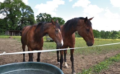 Haras de Saint Jean à Cambremer : les chevaux