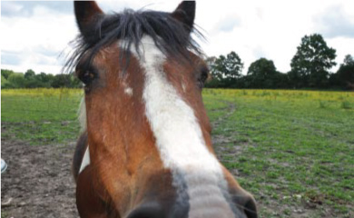 Haras de Saint Jean à Cambremer : Une jument